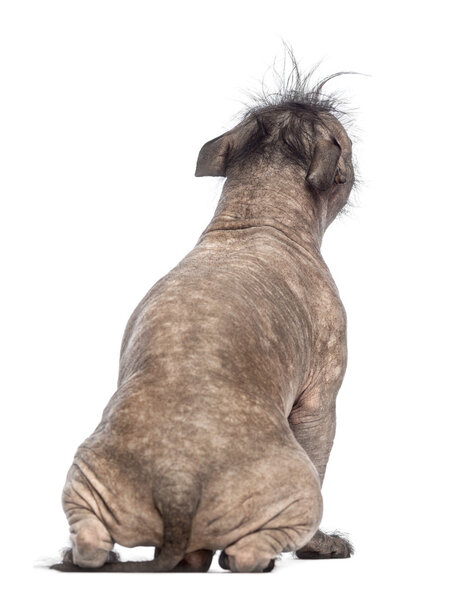 Rear view of a Hairless Mixed-breed dog, mix between a French bulldog and a Chinese crested dog, sitting in front of white background