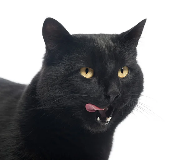 Primo piano di un gatto nero leccare, isolato su bianco, isolato su — Foto Stock
