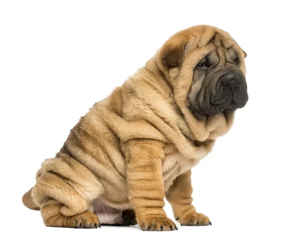 Shar pei 子犬座って (11 週齢) を白で隔離 — ストック写真