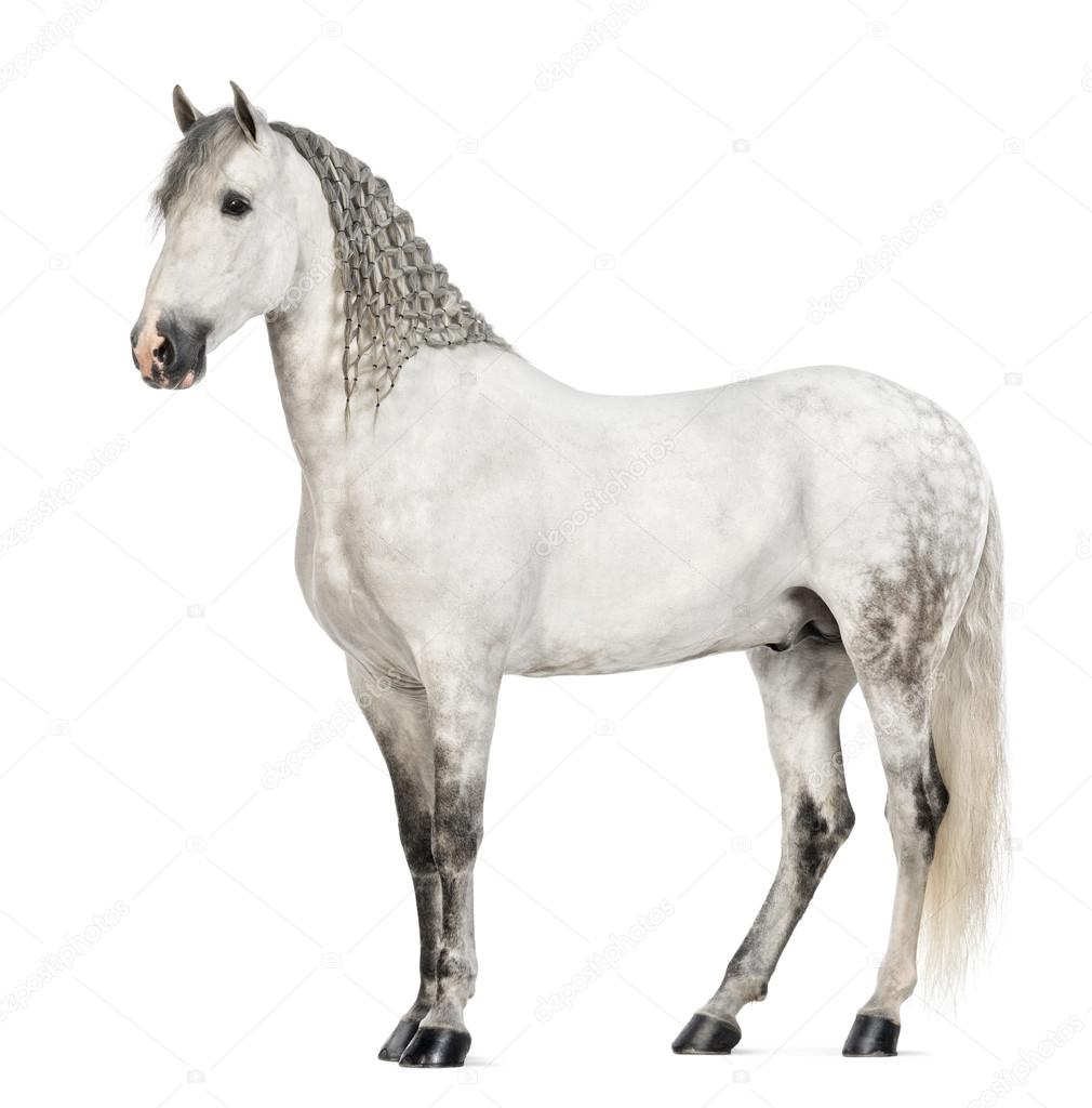 Side view of a Male Andalusian with plaited mane, 7 years old, also known as the Pure Spanish Horse or PRE against white background
