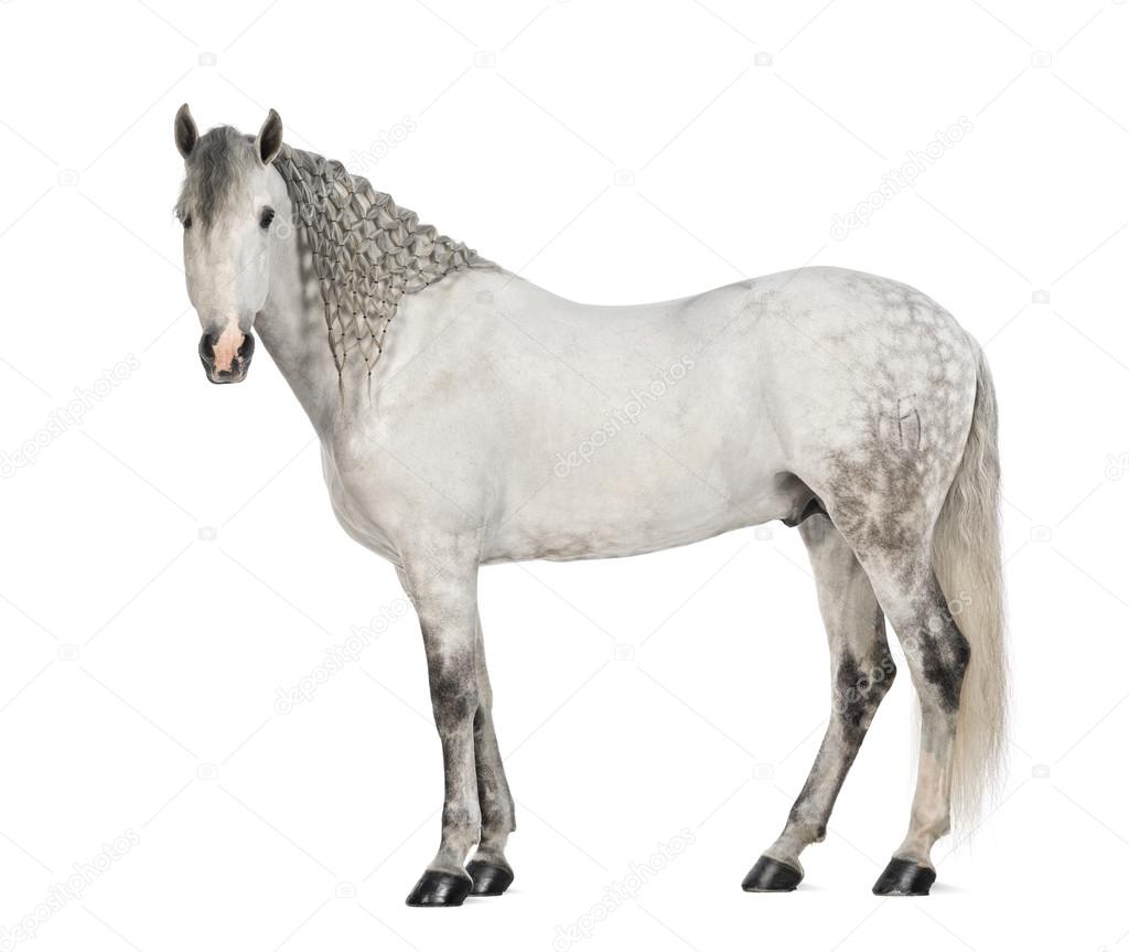 Side view of a Male Andalusian, 7 years old, also known as the Pure Spanish Horse or PRE, with plaited mane and looking at camera against white background