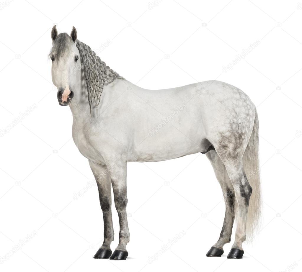 Side view of a Male Andalusian with plaited mane, 7 years old, also known as the Pure Spanish Horse or PRE, Stallion against white background