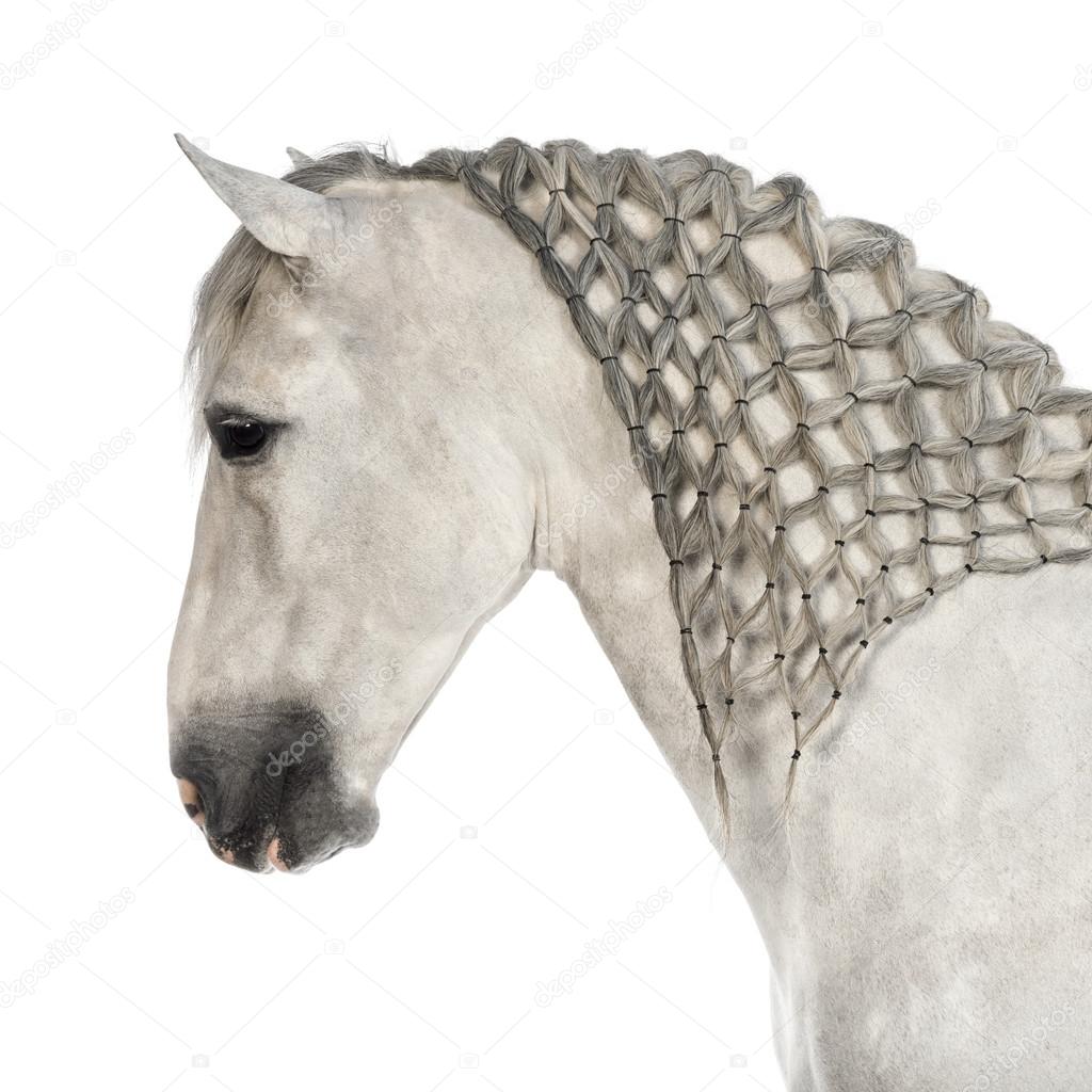 Close-up of a Male Andalusian with plaited mane, 7 years old, also known as the Pure Spanish Horse or PRE against white background