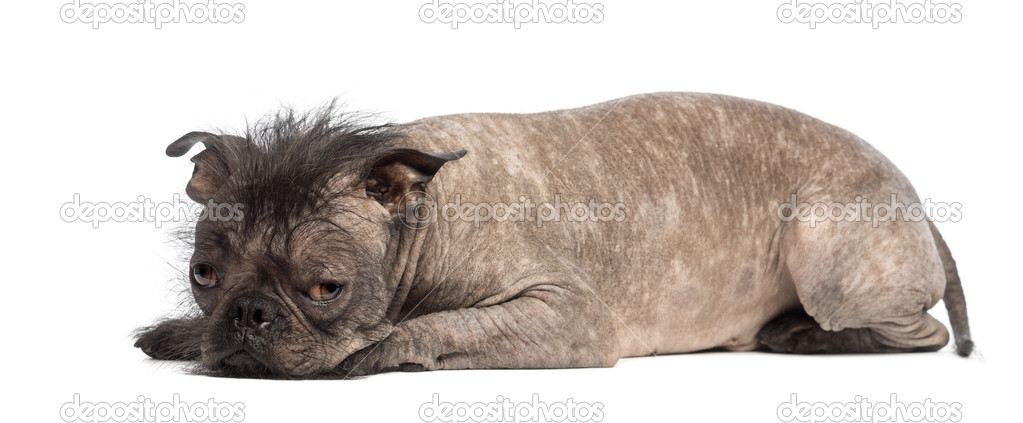 Hairless Mixed-breed dog, mix between a French bulldog and a Chinese crested dog, lying and looks sad in front of white background