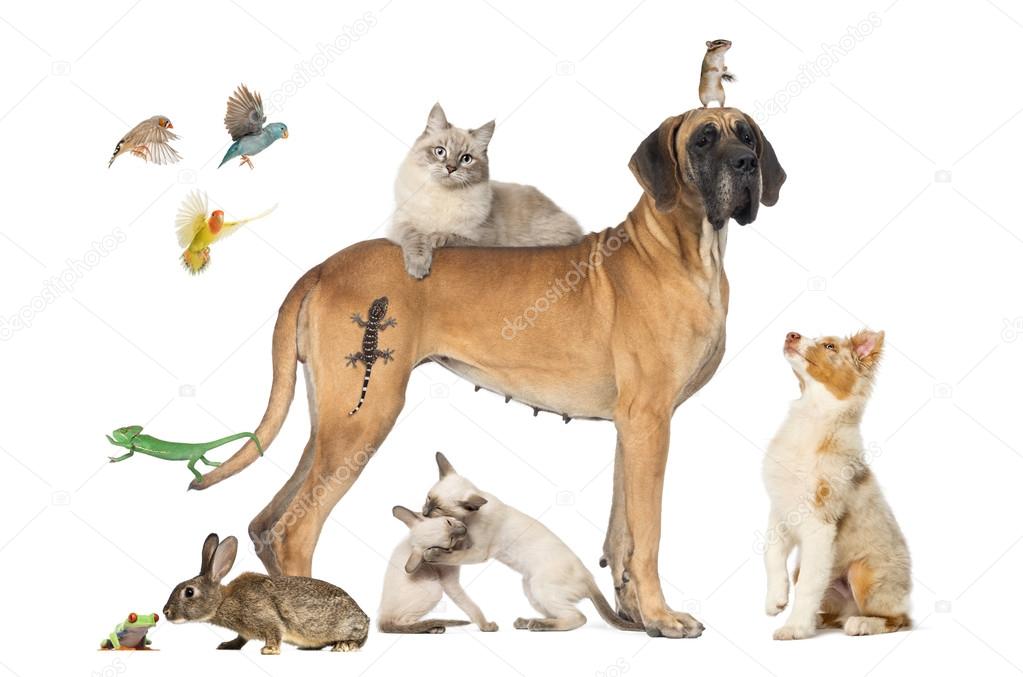 Group of pets together isolated on white