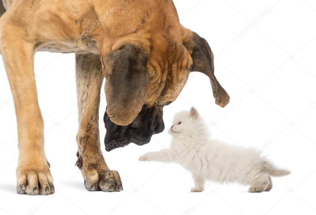 Great Dane looking at a kitten, isolated on white