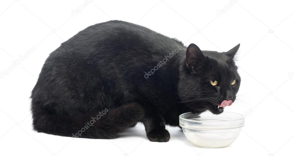 Black cat dinking milk, isolated on white