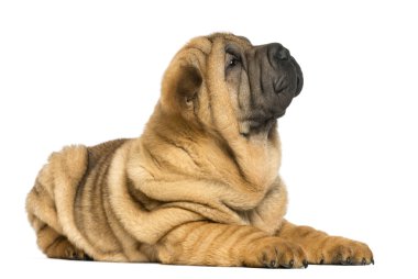 Shar pei köpek yavrusu (11 hafta eski) yalan üzerine beyaz izole