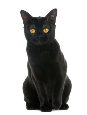 Bombay kedi oturan ve üzerinde beyaz izole kamera bakıyor