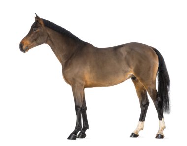 erkek Belçikalı warmblood, bwp, 3 yıl yaşlı, beyaz arka planı