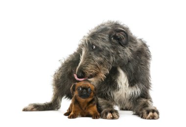İskoç deerhound yalan ve petit brabanc başkanı yalama