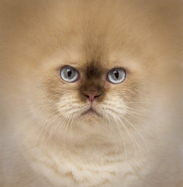 Close-Up Britanya ile ilgili stenografi