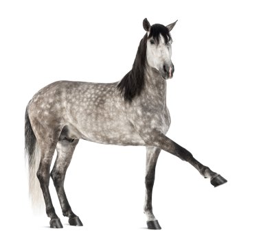 Andalusian raising front leg, 7 years old, also known as the Pure Spanish Horse or PRE against white background clipart