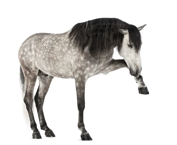 Andaluzyjskim podnoszenie przedniej nogi, 7 lat, znany również jako czysty koń hiszpański lub przed białym tle — Zdjęcie stockowe