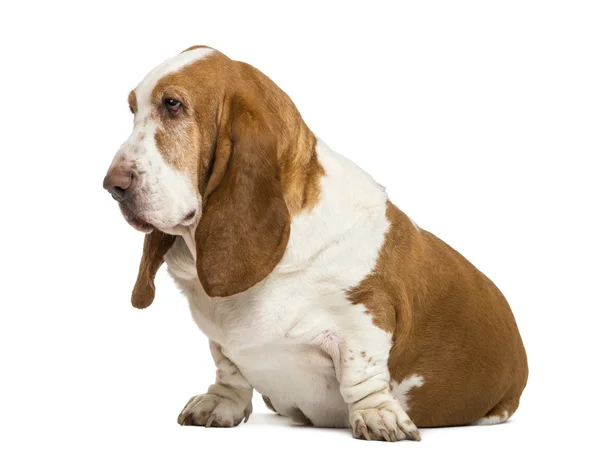 Basset hound posezení a pohledu doleva, izolované na bílém — Stock fotografie