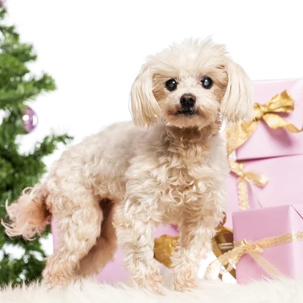 Maltês em pé na frente de decorações de Natal contra fundo branco — Fotografia de Stock