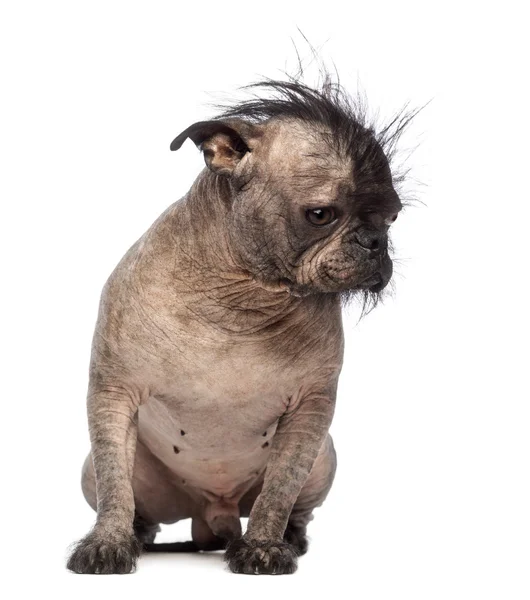 Perro de raza mixta sin pelo, mezcla entre un bulldog francés y un perro de cresta chino, sentado y mirando hacia abajo en frente de fondo blanco — Foto de Stock