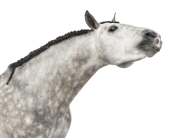 Close-up of an Andalusian head, 7 years old, stretching its neck, also known as the Pure Spanish Horse or PRE against white background — Stock Photo, Image