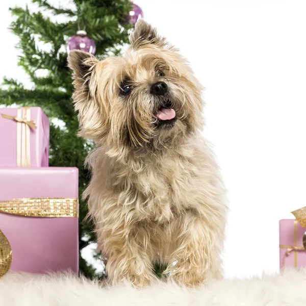 Cairn Terrier steht vor Weihnachtsdekoration vor weißem Hintergrund — Stockfoto