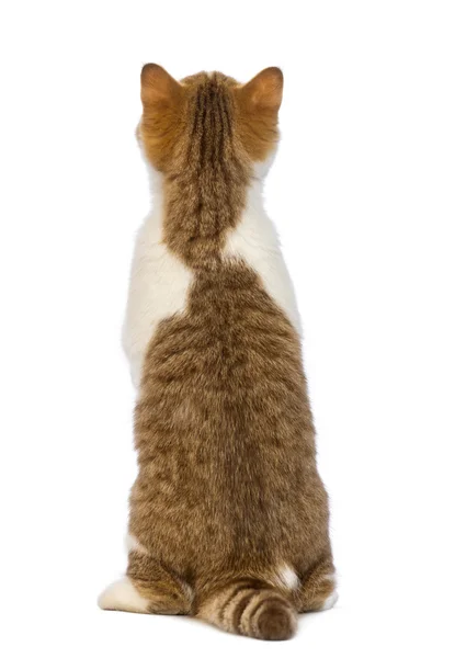 Rear view of a British Shorthair kitten, 3.5 months old, standing on hind legs and looking up in front of white background — Stock Photo, Image