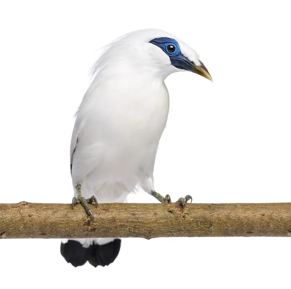 Rothschild's Swift on a branch - Cypseloides rothschildi - isola — Stock Photo, Image