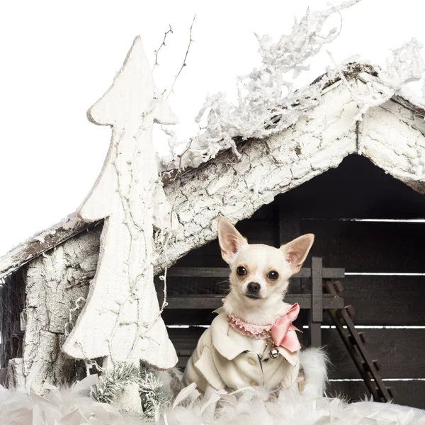 Chihuahua vestida e sentada na frente do presépio de Natal com árvore de Natal e neve contra fundo branco — Fotografia de Stock