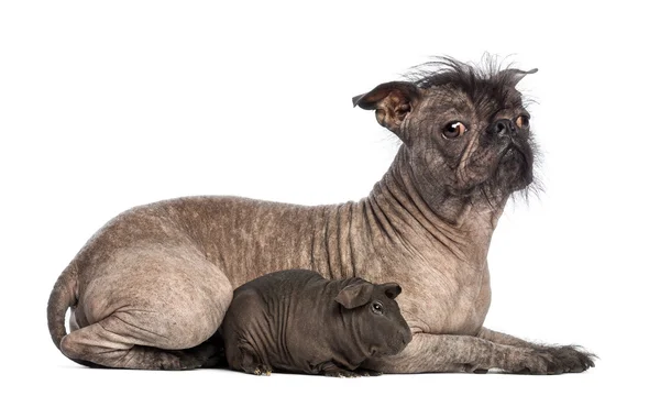 Perro de raza mixta sin pelo, mezcla entre un bulldog francés y un perro de cresta chino, acostado con un conejillo de indias sin pelo en frente de fondo blanco — Foto de Stock