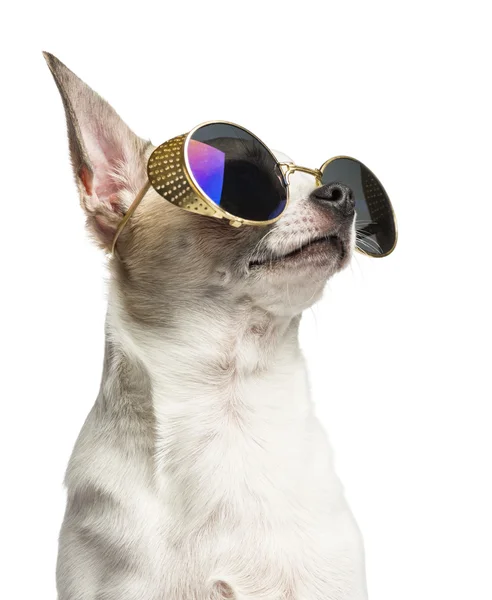 Κοντινό πλάνο ενός Chihuahua με γυαλιά ηλίου (2 ετών), απομονωμένες — Φωτογραφία Αρχείου
