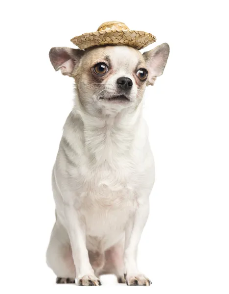 Chihuahua (2 lat temu) siedzi i w kapeluszu słomy, izolowanie — Zdjęcie stockowe