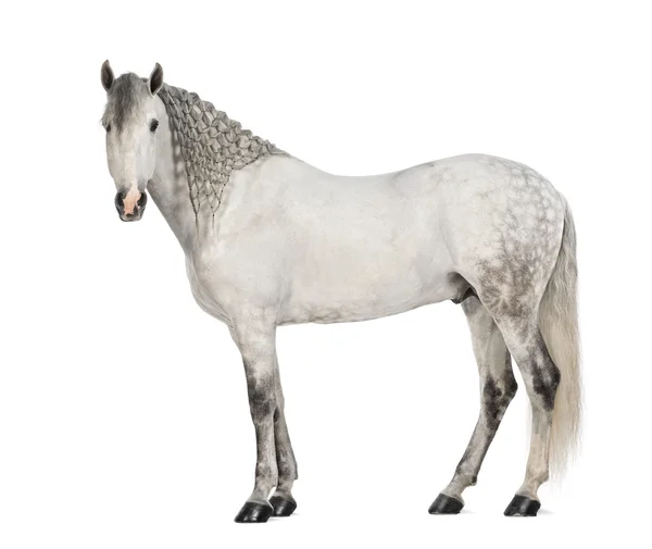 Side view of a Male Andalusian, 7 years old, also known as the Pure Spanish Horse or PRE, with plaited mane and looking at camera against white background — Stock Photo, Image