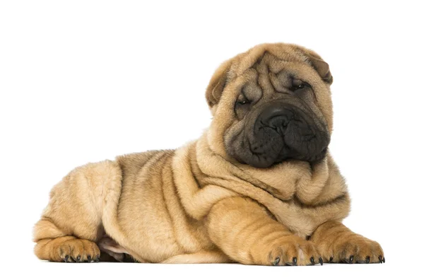 Shar pei puppy lying down (11 weeks old) isolated on white — Stock Photo, Image