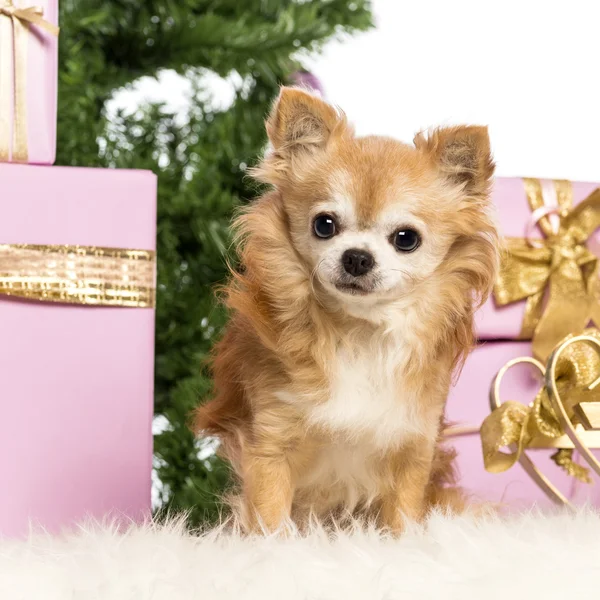 Chihuahua sentado na frente de decorações de Natal contra fundo branco — Fotografia de Stock