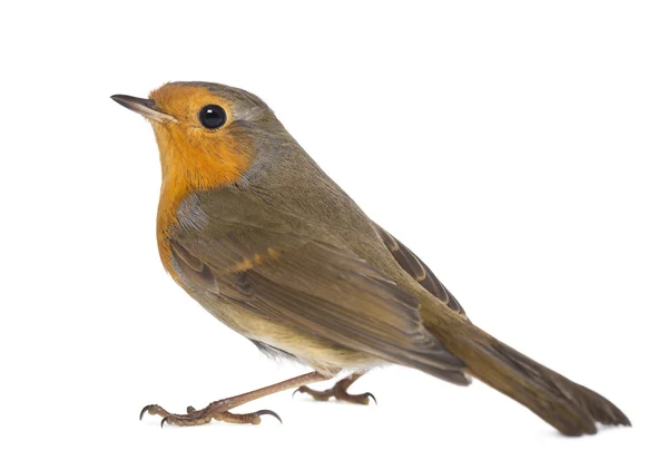 Robin des Bois - Erithacus rubecula - isolé sur blanc — Photo