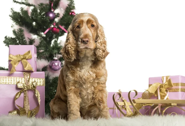 Inglês Cocker Spaniel sentado na frente de decorações de Natal contra fundo branco — Fotografia de Stock