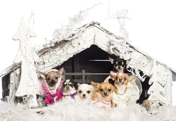 Chihuahuas sitting and dressed in front of Christmas nativity scene with Christmas tree and snow against white background — Stock Photo, Image