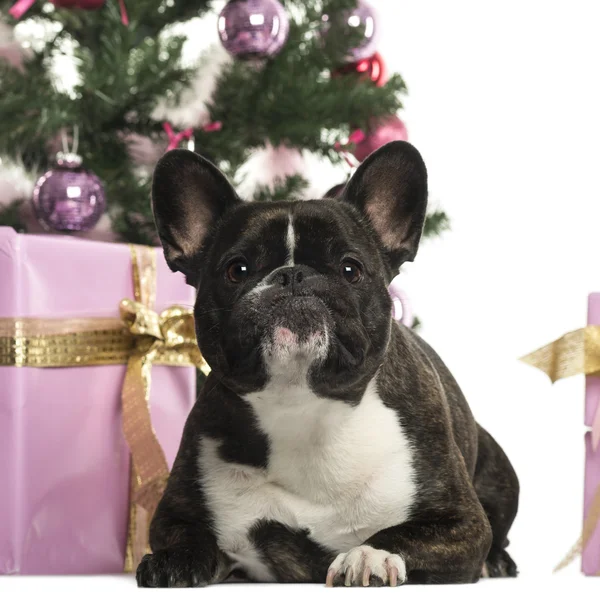 Bulldog francés frente a decoraciones navideñas sobre fondo blanco —  Fotos de Stock