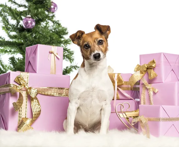 Jack Russell Terrier sentado frente a decoraciones navideñas sobre fondo blanco —  Fotos de Stock