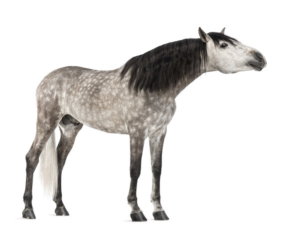 Andalusian, 7 years old, stretching its neck, also known as the Pure Spanish Horse or PRE against white background