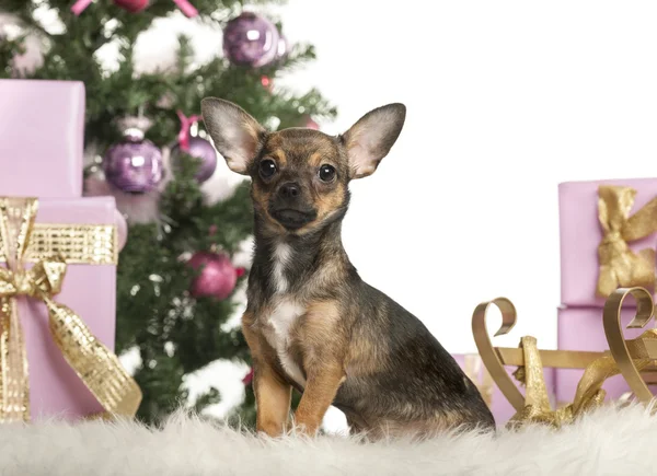 Chihuahua sitting in front of Christmas decorations against white background — Zdjęcie stockowe