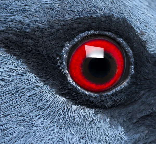 Close up of Victoria Crowned Pigeon's eye - Goura victoria — Stock Photo, Image