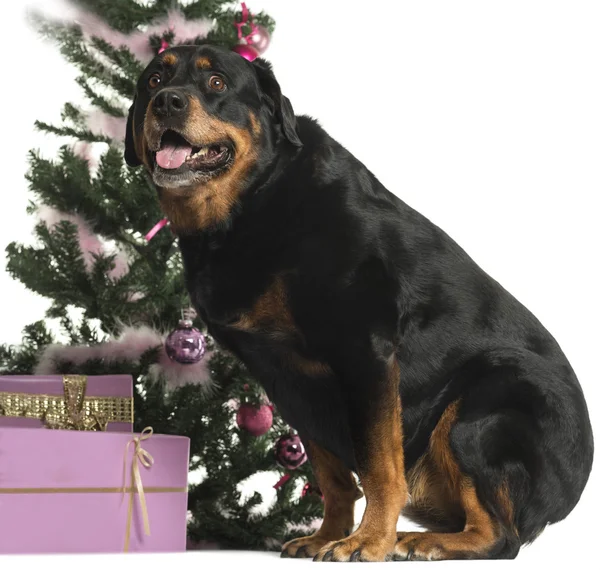 Rottweiler seduta davanti alle decorazioni natalizie sullo sfondo bianco — Foto Stock