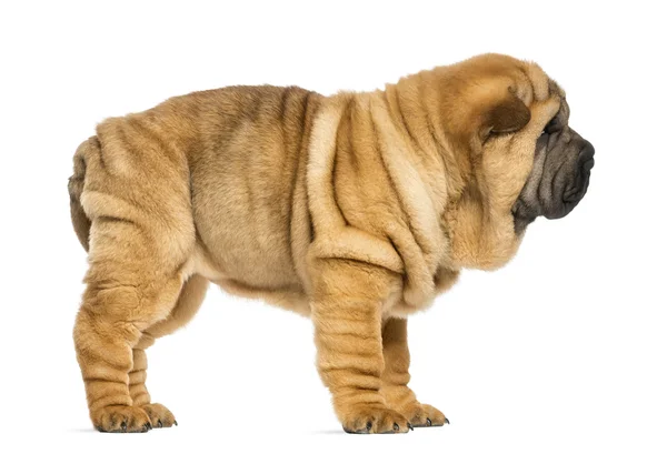 Vista laterale del cucciolo di Shar pei (11 settimane) isolato su bianco — Foto Stock