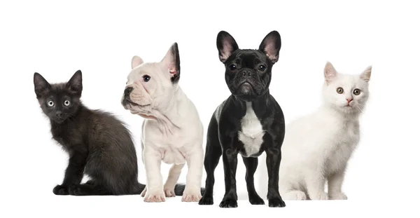 Bouledogues et chatons français noirs et blancs isolés sur blanc — Photo