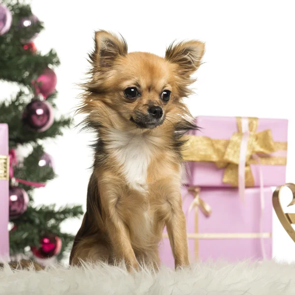 Chihuahua sentado frente a decoraciones navideñas sobre fondo blanco —  Fotos de Stock
