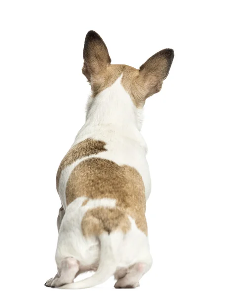 Rear view of a Chihuahua (2 years old) sitting, isolated on whit — Stock Photo, Image