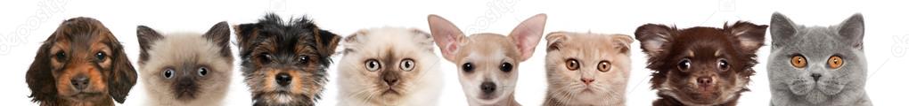 group of cropped view of Cat and Dog heads isolated on white