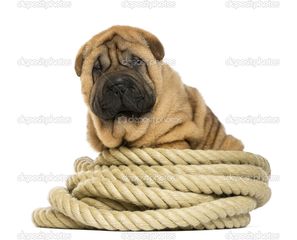 Shar pei puppy (11 weeks old) sitting on rope - isolated on whit