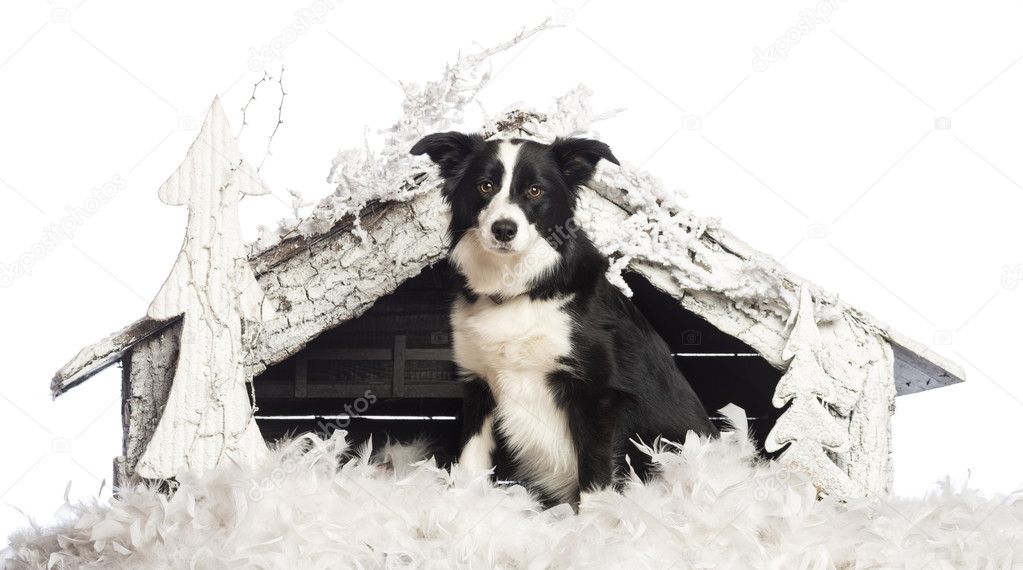 Border Collie sitting in front of Christmas nativity scene with Christmas tree and snow against white background