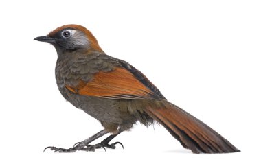 yan görünümü üzerinde bir kırmızı kuyruklu laughingthrush - garrulax milnei, isol