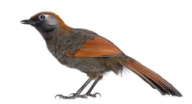 beyaz izole kırmızı kuyruklu laughingthrush - garrulax milnei,